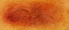 Bill (W. A) Sutton, Grasses No. 14, oil on board