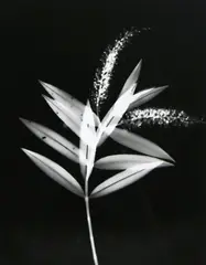 Adrian Strongman, Koromiko/Korohiko/Kokomuku/Korokio/Hebe Salicifolia, contact print, 1/3