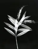 Adrian Strongman, Koromiko/Korohiko/Kokomuku/Korokio/Hebe Salicifolia, contact print, 1/3