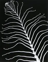Adrian Strongman, Kiokio/Blechnum Novae – Zelandiae, contact print, 2/3