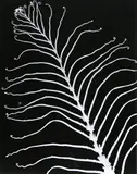 Adrian Strongman, Kiokio/Blechnum Novae – Zelandiae, contact print, 2/3