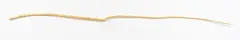 Andrew Drummond, Balancing Rod No. I, gold gilded poplar stick and stainless steel (2009)