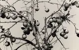 Peter Peryer, Persimmon, Bethlehem, Bay of Plenty, gelatin silver print