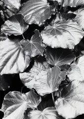 Peter Peryer, Untitled, gelatin silver print