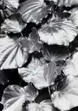 Untitled by Peter Peryer, gelatin silver print, sold Feb 2017