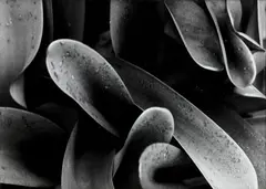 Blood Lily by Peter Peryer, gelatin silver print, sold Feb 2017