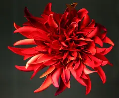 Boyd Webb, Red, type C print mounted to aluminium, edition of 5 (2006)