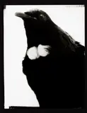 Paul’s Tui, Whanganui Museum by Fiona Pardington, archival gelatin silver hand-print, 5/8, sold Dec 2016