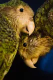 Kakapo Lovers 2, Canterbury Museum, 2009 by Fiona Pardington, 2009, type C print on metallic paper, 1/5, sold Dec 2016