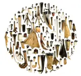 Warwick Freeman, Dead Set II, capped animal parts, 2006