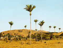 Nikaus near Paekakariki by Justin Boroughs, oil on board, sold Oct 2016