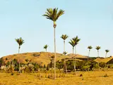 Justin Boroughs, Nikaus near Paekakariki, oil on board