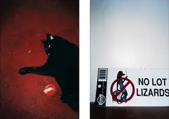 Anne Shelton, No Lounge Lizards, type C print, diptych