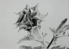 Plant Study by Peter Peryer, gelatin silver print, 6/30, sold Oct 2016