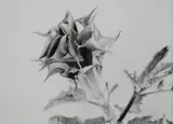 Peter Peryer, Plant Study, gelatin silver print, 6/30