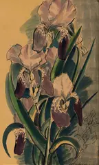 T. A. McCormack, Untitled – Iris Study, ink and watercolour on paper