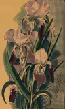 T. A. McCormack, Untitled – Iris Study