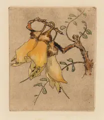 Constance Alice Lloyd, Untitled (Kowhai), etching