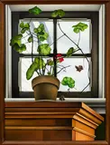Glenda Randerson, Geranium on Windowsill, oil on linen
