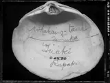 *D63. 30 Whakai-o-tama, Temuka, Tuaki, Rapaki, Mactra Ovata, Grey, 1843 by Fiona Pardington, 1843, type C print (2005), sold Aug 2016