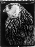 Whēkau, Laughing Owl, AV5736, Otago Museum by Fiona Pardington, type C print, sold Aug 2016