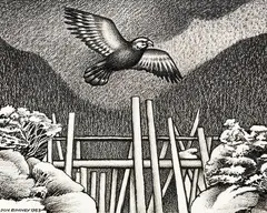 Don Binney, Kaiarara Kaka, Great Barrier, graphite and ink on paper