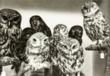 Moreporks (Bird Skins Room No.2), Taranaki Street, Wellington, 3 October 1995 by Laurence Aberhart, gold and selenium toned gelatin silver print, sold Aug 2016