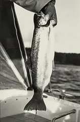 Trout by Peter Peryer, gold and selenium toned gelatin silver print, sold Aug 2016
