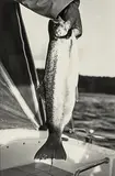 Peter Peryer, Trout, gold and selenium toned gelatin silver print