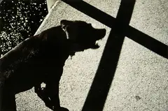 Peter Black, Black Dog and Cross, cibachrome print
