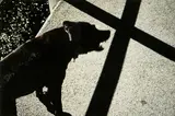 Peter Black, Black Dog and Cross, cibachrome print