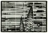 Peter Peryer, Mother In Law’s Tongue, gelatin silver print