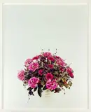 Michael Parekōwhai, Messines from The Consolation of Philosophy: Piko nei te matenga, type C print, edition of 8 (2001)