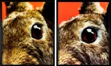 Michael Parekōwhai, Craig and Neil Keller, type C photographs, diptych (2010)