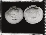 *D 63. 22 Patiki in Nelson, Dosinia Anus, Philippi, 1848 & *D 63.21 Toheroa in North Island, Dosinia Anus, Philippi, 1848 by Fiona Pardington, 1848, mural-scale type C print (2005), offered Apr 2016