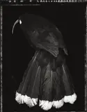Huia Lover by Fiona Pardington, mural-scale type C print (2005), sold Apr 2016