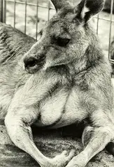 Peter Peryer, Kangaroo, gelatin silver print