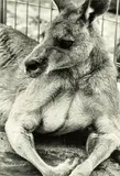 Peter Peryer, Kangaroo, gelatin silver print