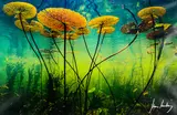 Franz Lanting, Water Lillies Suspended, digital print, image taken 1989, printed in 2006, edition no. 61