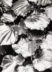 Kawakawa by Peter Peryer, gelatin silver print, sold Feb 2016