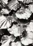 Peter Peryer, Kawakawa, gelatin silver print