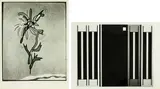 Gordon Walters, Photographs of early and geometric works, 15 gelatin silver prints