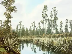 Jonathan White, Saltwater State Forest – South Westland, oil on canvas