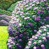 Karl Maughan, Avonside