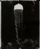 Te huia kai-manawa: the huia who consumes my heart (vertical) in love songs, a sweetheart was described thus. by Fiona Pardington, gelatin silver print, 2002, sold Nov 2015