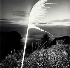 Patrick Reynolds, Botany for Beginners I, gelatin silver print