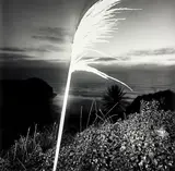 Patrick Reynolds, Botany for Beginners I, gelatin silver print