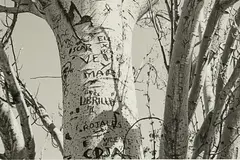 Janet Bayly, Generalife, Grenada, April 1996, gelatin silver print