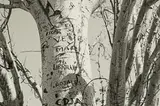 Janet Bayly, Generalife, Grenada, April 1996, gelatin silver print