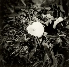 Lily by Peter Peryer, gelatin silver print (1976), offered Sep 2015